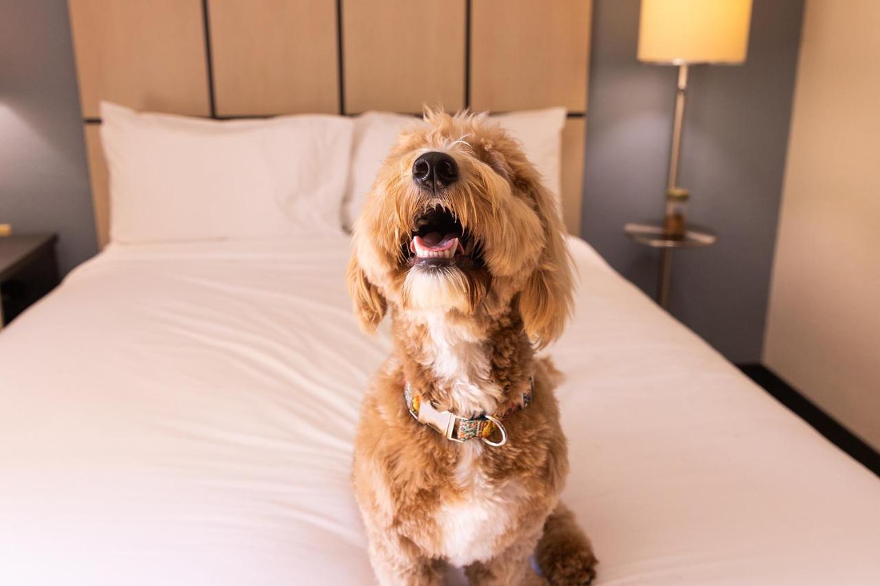 Sonesta Simply Suites St Louis Earth City Esterno foto