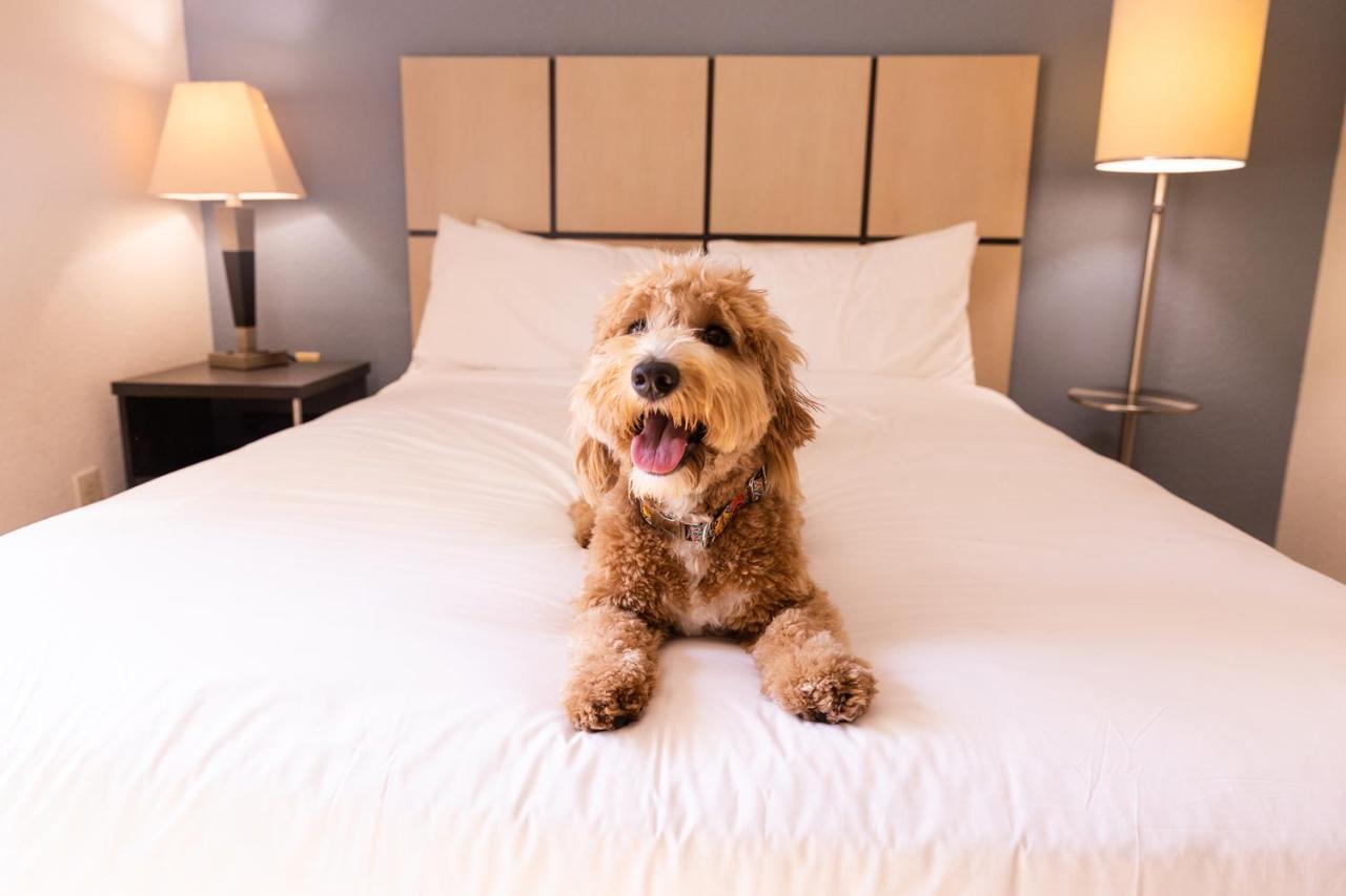 Sonesta Simply Suites St Louis Earth City Esterno foto